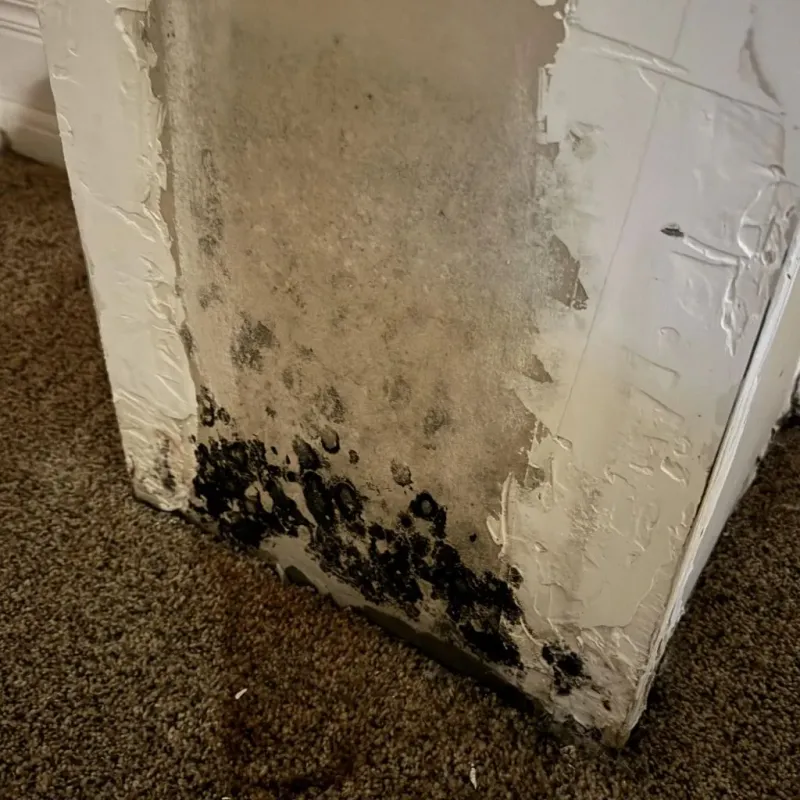 Professional Mold Removal in Sharpsville, PA